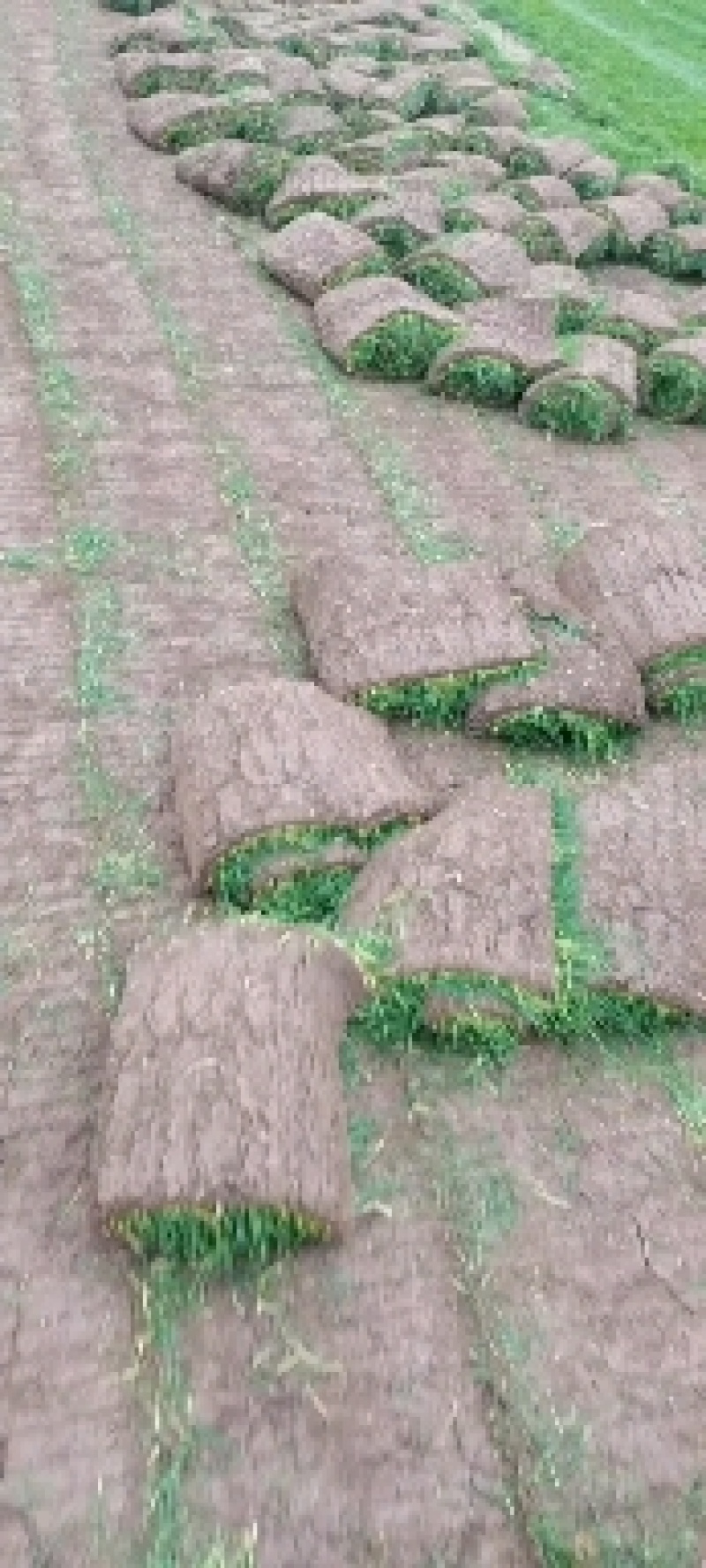 河道治理草坪护坡草坪足球场草坪早熟禾绿化草坪