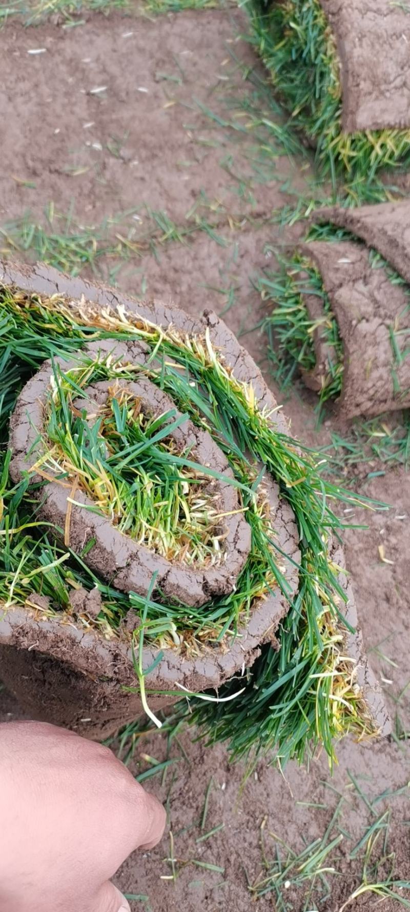 河道治理草坪护坡草坪足球场草坪早熟禾绿化草坪