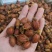 栀子无硫栀子栀子花草茶药用栀子批发零售规格齐全
