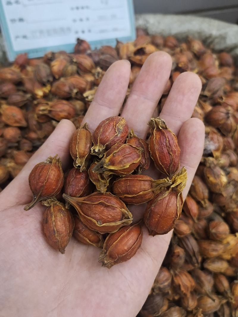 栀子无硫栀子栀子花草茶药用栀子批发零售规格齐全