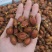 栀子无硫栀子栀子花草茶药用栀子批发零售规格齐全