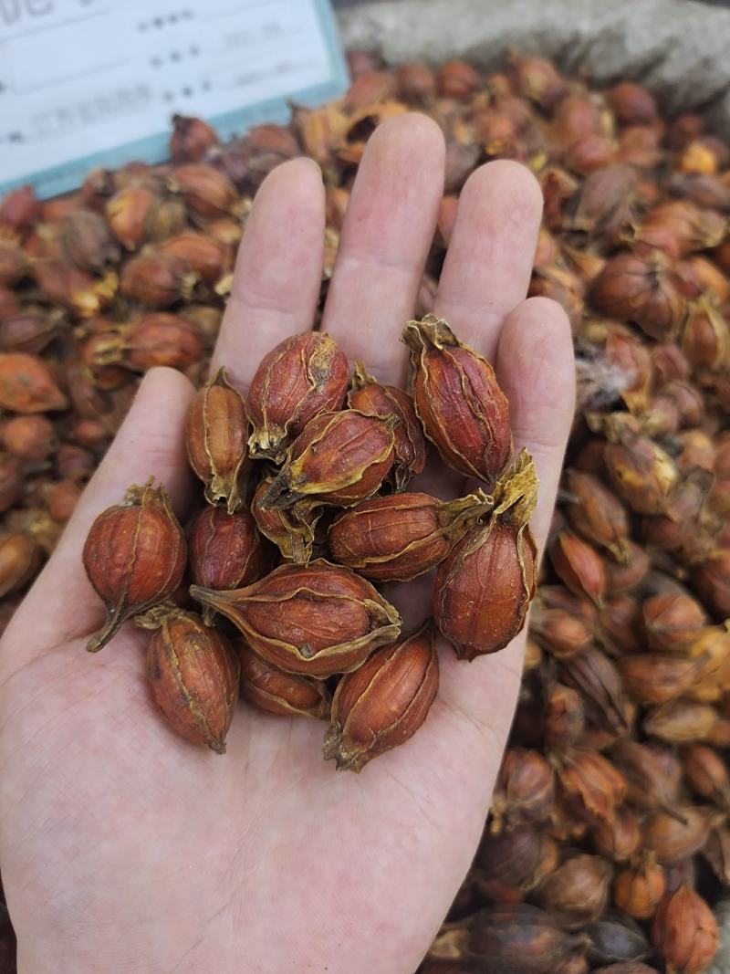 栀子无硫栀子栀子花草茶药用栀子批发零售规格齐全