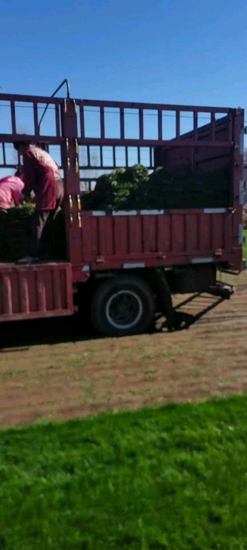 常年供应河北石家庄四季青草坪剪股颖草坪高羊茅草坪