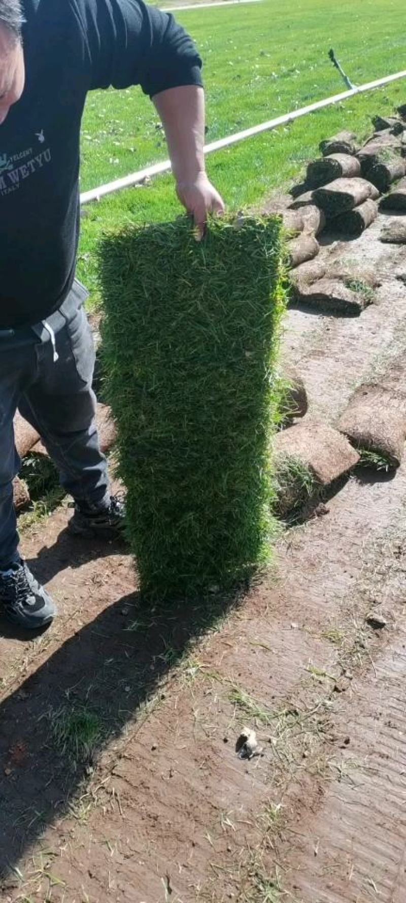 常年供应河北石家庄四季青草坪剪股颖草坪高羊茅草坪
