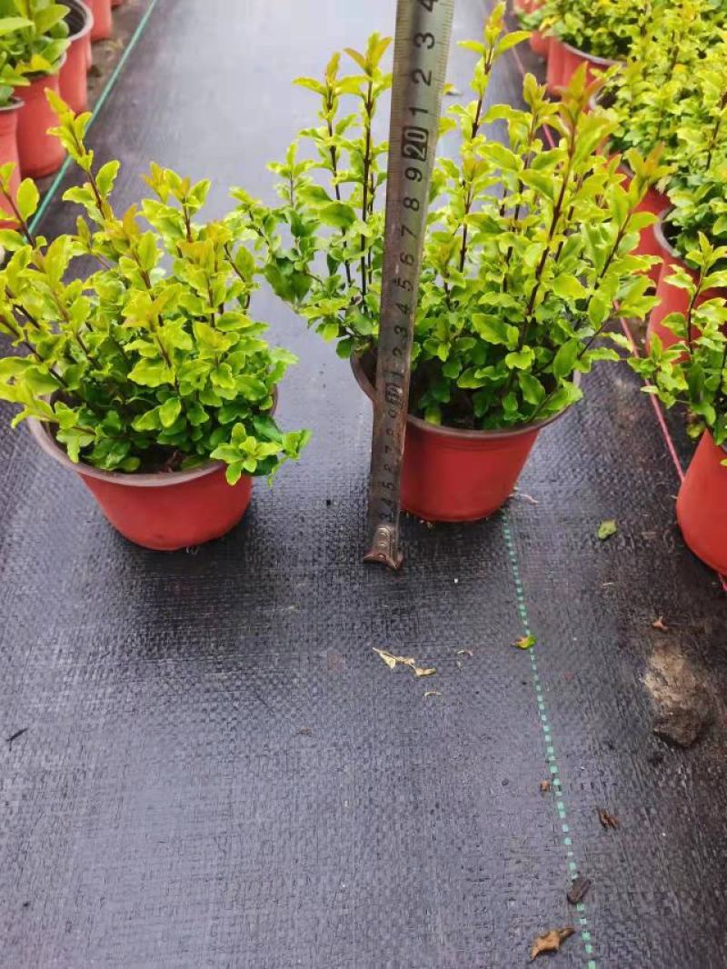 植物墙，工程色块苗亮金女贞