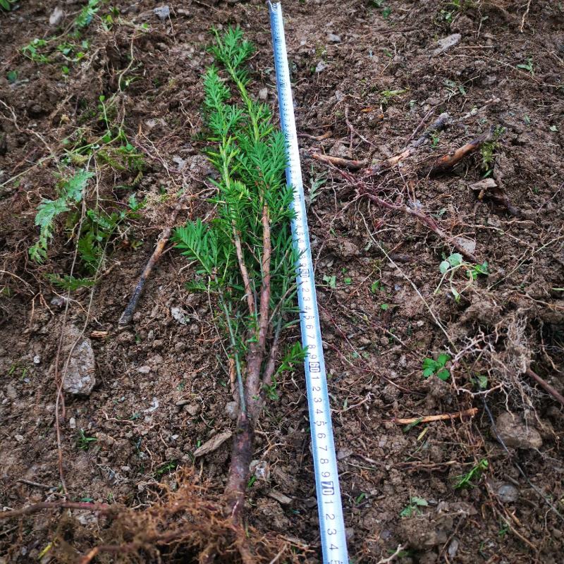 四川夏禹林基地直销曼地亚红豆杉幼苗小苗树批发室内盆栽绿化