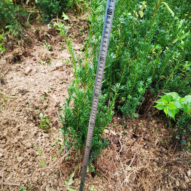 四川夏禹林基地直销曼地亚红豆杉幼苗小苗树批发室内盆栽绿化