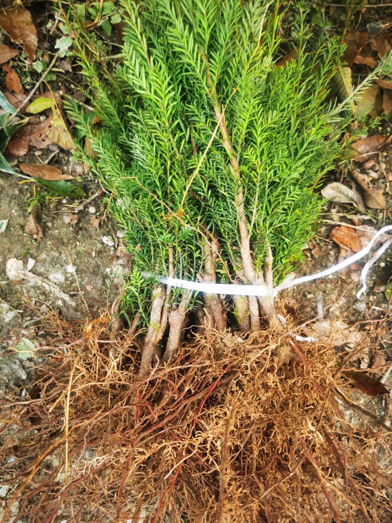 四川夏禹林基地直销曼地亚红豆杉幼苗小苗树批发室内盆栽绿化