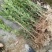 四川夏禹林基地直销曼地亚红豆杉幼苗小苗树批发室内盆栽绿化