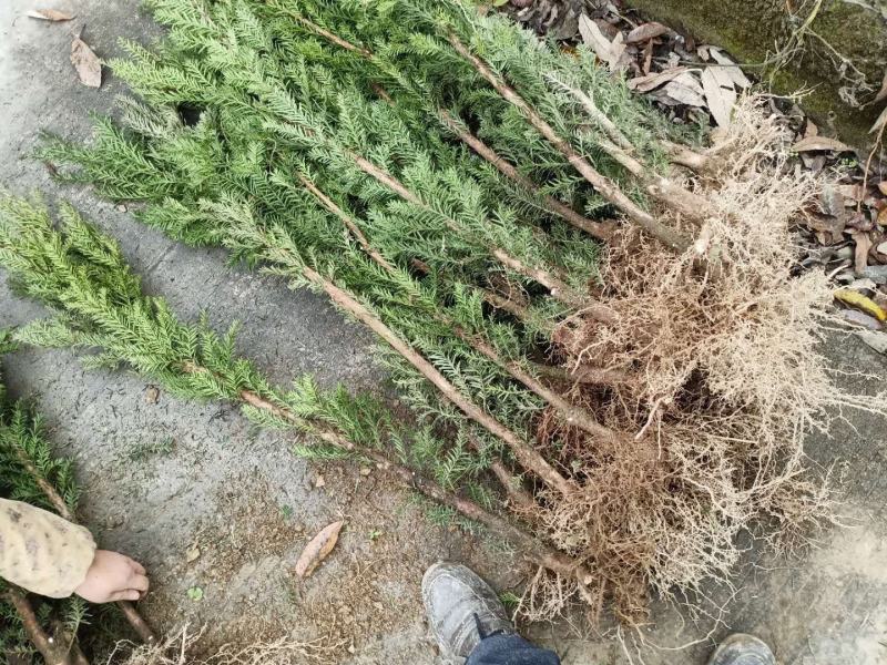 四川夏禹林基地直销曼地亚红豆杉幼苗小苗树批发室内盆栽绿化