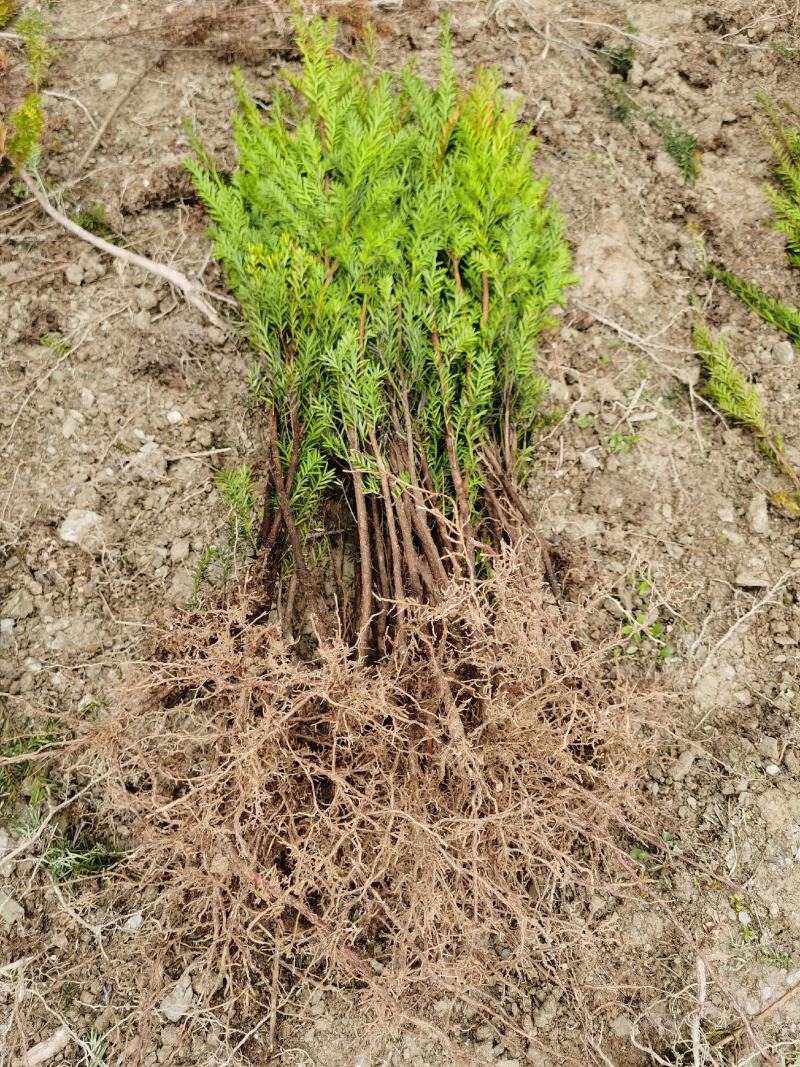 四川夏禹林基地直销曼地亚红豆杉幼苗小苗树批发室内盆栽绿化