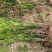 四川夏禹林基地直销曼地亚红豆杉幼苗小苗树批发室内盆栽绿化