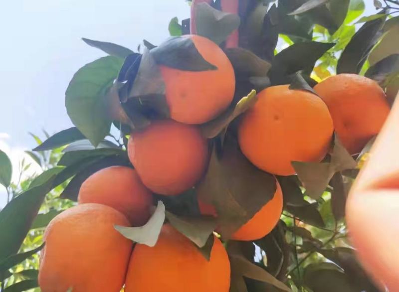 云南高原沃柑