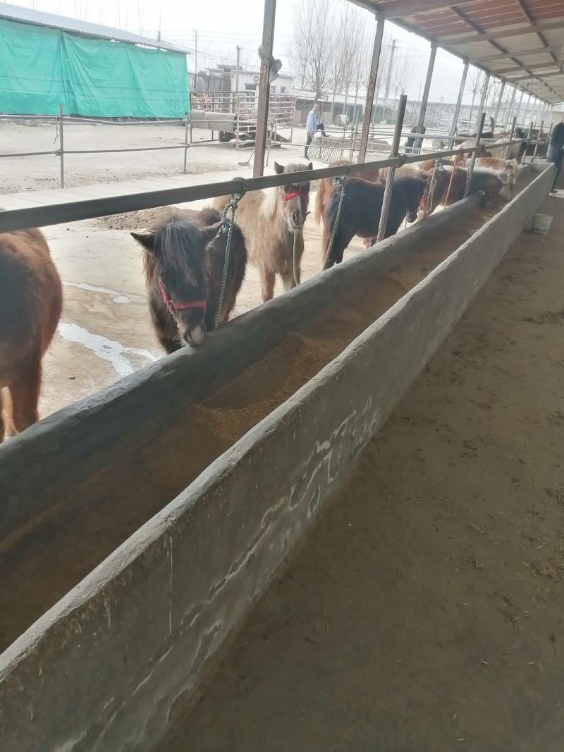 设特兰活马景区公园旅游专用有需要的朋友联系我