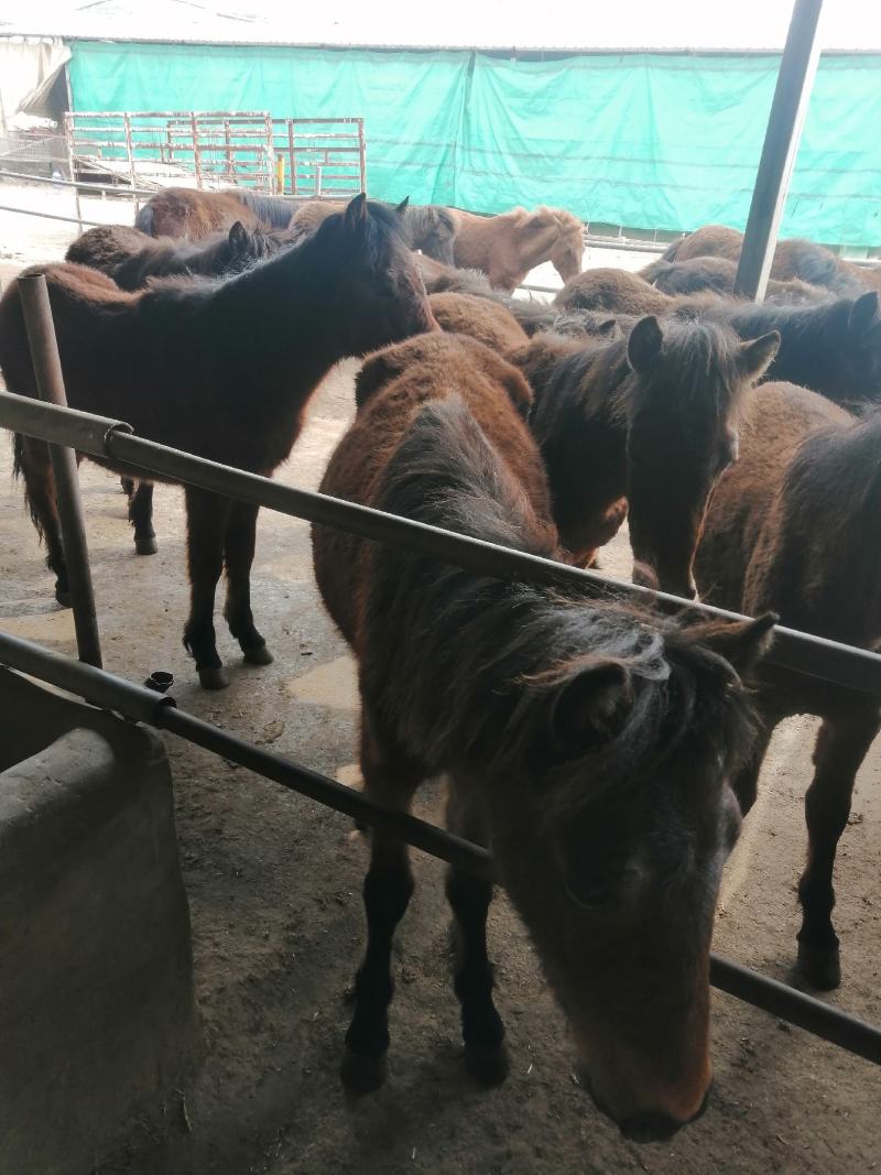 设特兰活马景区公园旅游专用有需要的朋友联系我