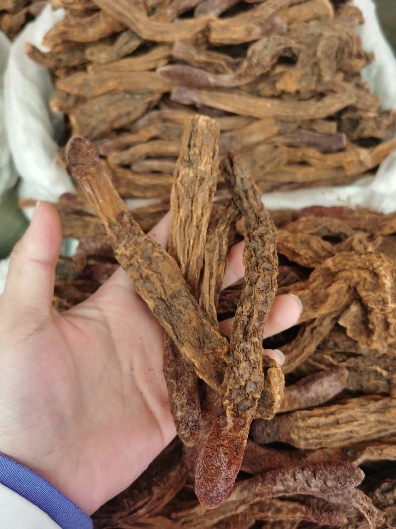 批发锁阳干货产地货源锁阳根