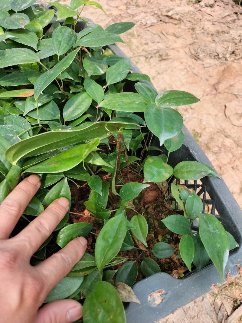 土茯苓杯苗