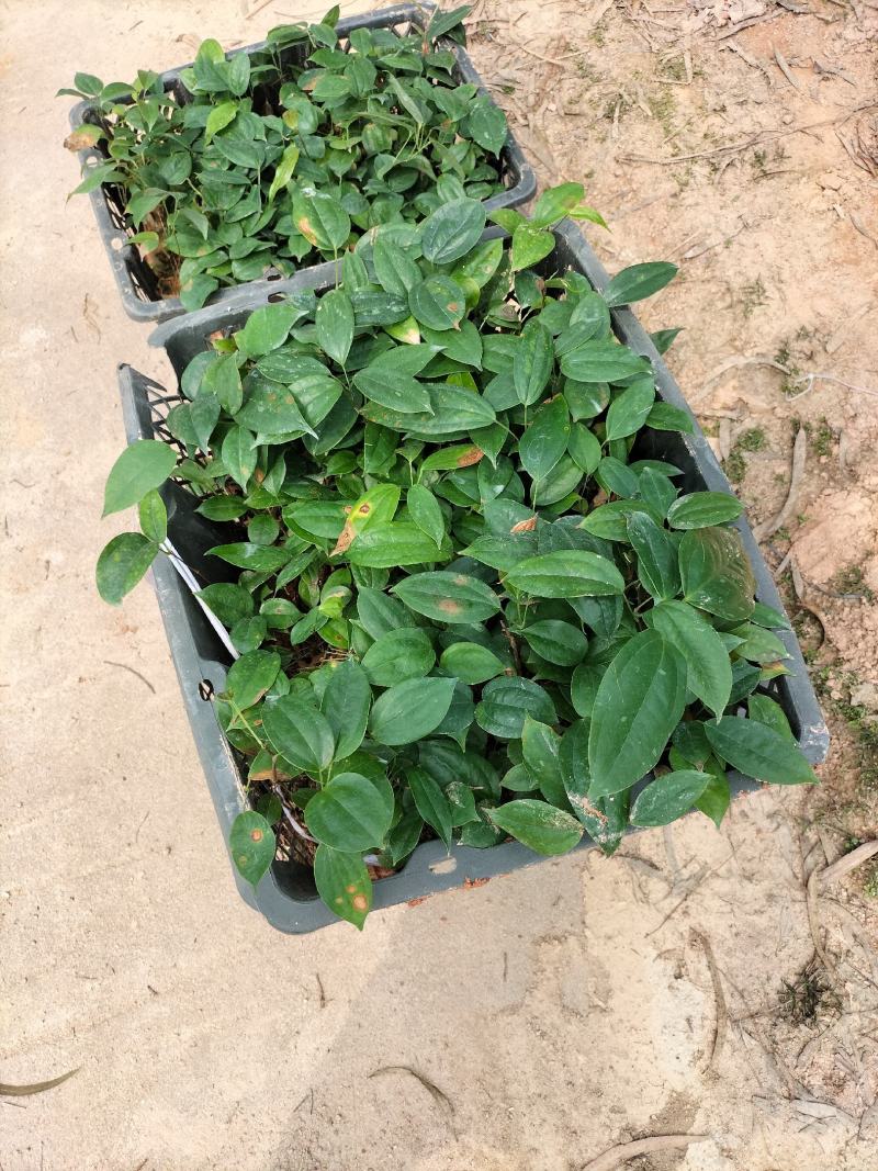 土茯苓杯苗