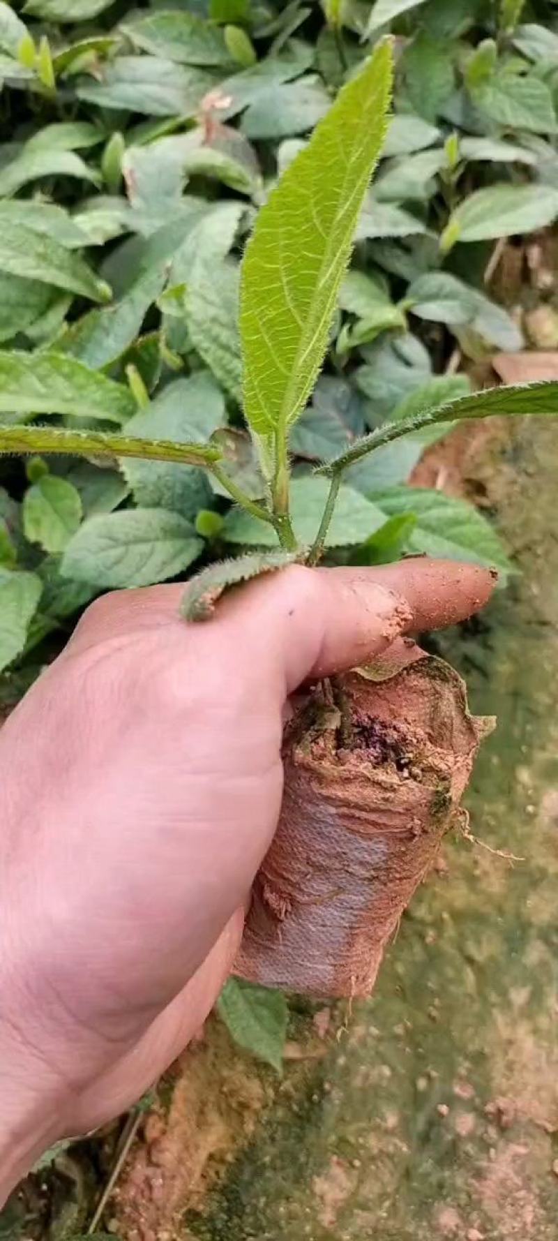 五指毛桃苗