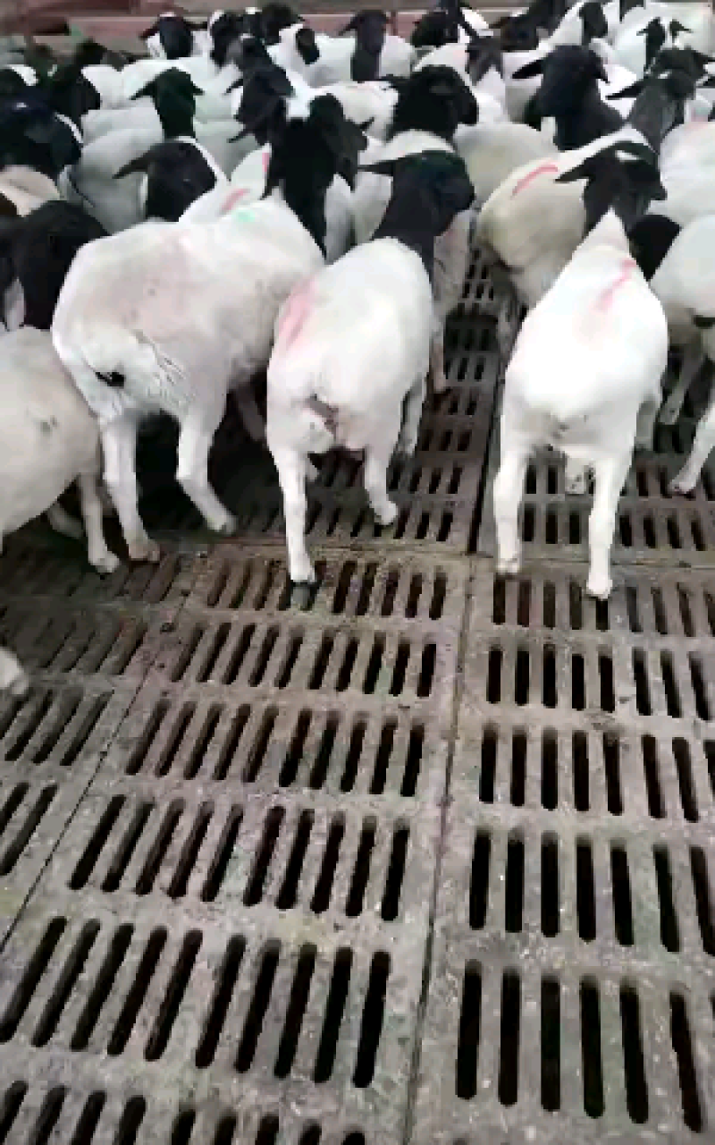 厂家直销黑头杜波怀孕母羊