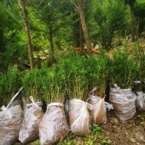 四川夏禹林基地直销曼地亚红豆杉幼苗小苗树批发室内盆栽绿化
