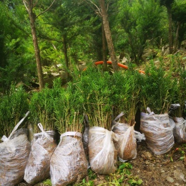 四川夏禹林基地直销曼地亚红豆杉幼苗小苗树批发室内盆栽绿化
