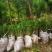 四川夏禹林基地直销曼地亚红豆杉幼苗小苗树批发室内盆栽绿化