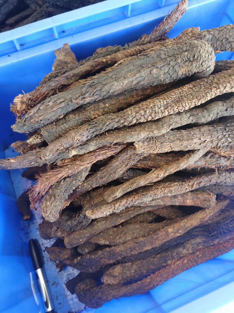 批发内蒙古肉苁蓉产地货源肉苁蓉根