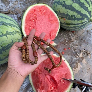 云南美都西瓜大棚头茬无籽对接市场商超电商糖度高