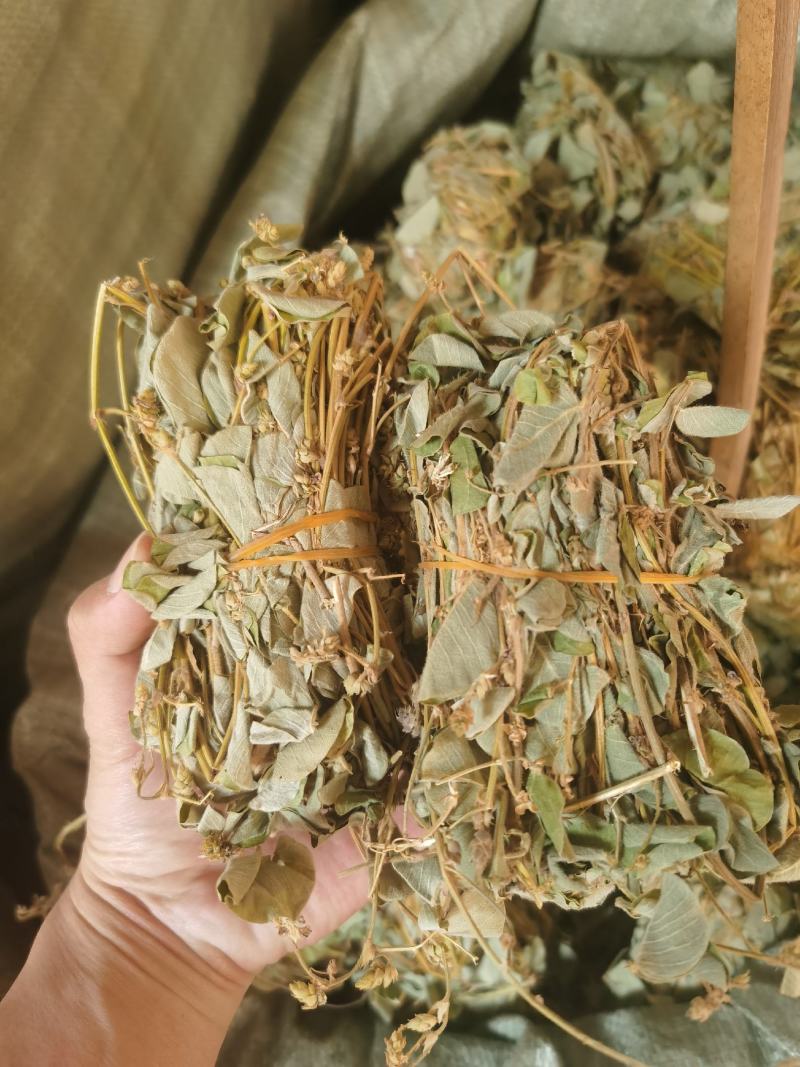 批发广西金钱草产地货源大叶金钱草