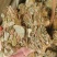 批发广西金钱草产地货源大叶金钱草