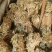 批发广西金钱草产地货源大叶金钱草