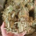 批发广西金钱草产地货源大叶金钱草