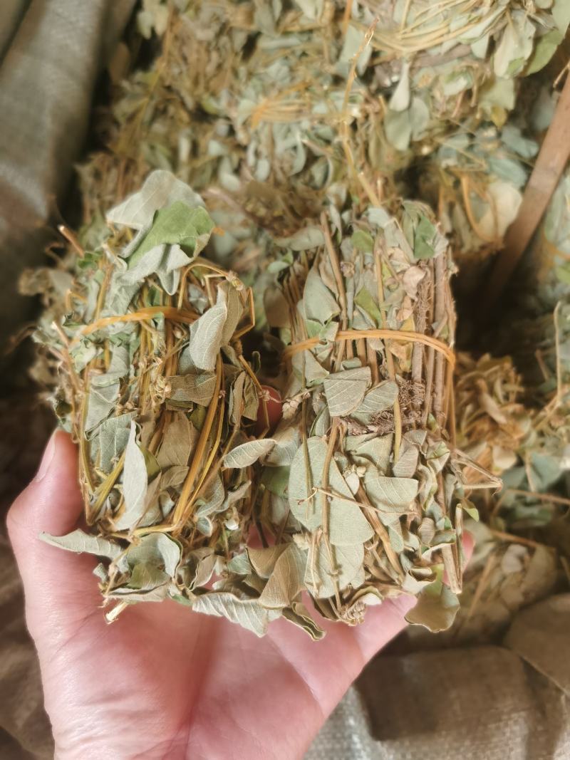 批发广西金钱草产地货源大叶金钱草
