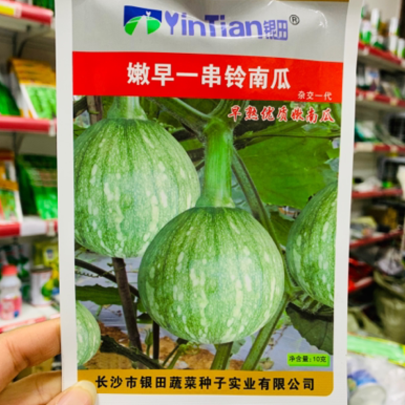 嫩早一串铃嫩南瓜种子果实微扁球形一串玲南瓜种籽嫩瓜爽脆