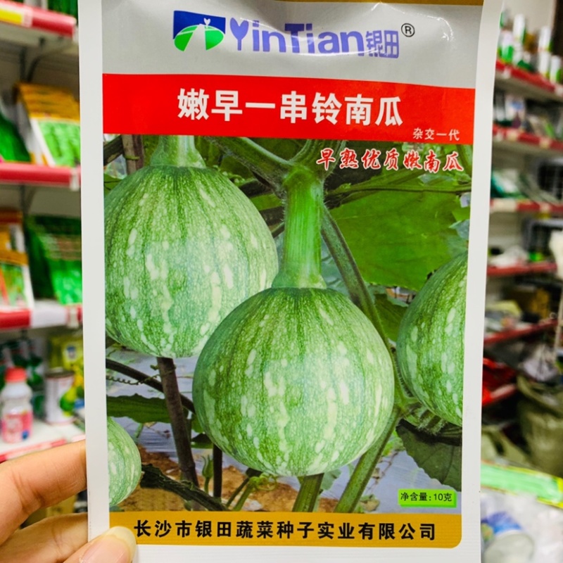 嫩早一串铃嫩南瓜种子果实微扁球形一串玲南瓜种籽嫩瓜爽脆