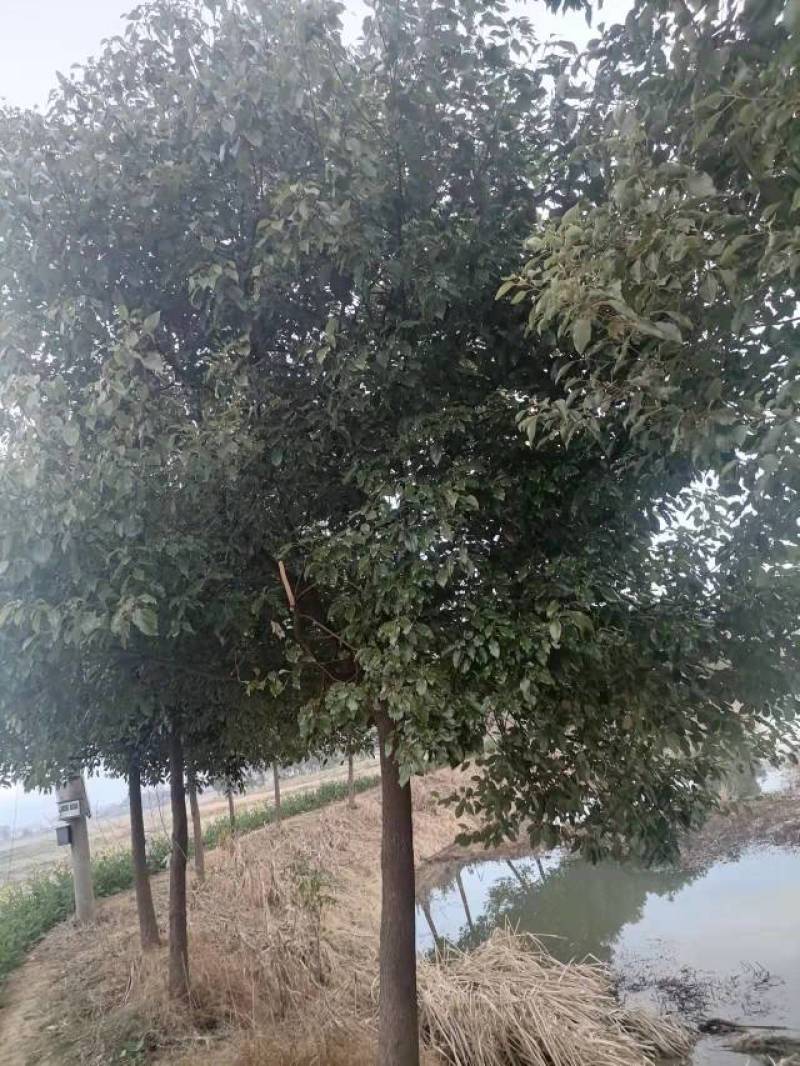 香樟