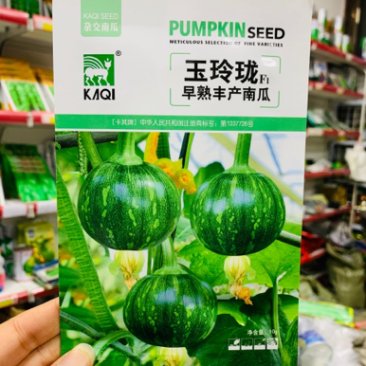 卡其玉玲珑一串铃南瓜种子嫩瓜绿色早熟嫩南瓜籽种