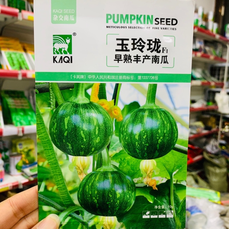 卡其玉玲珑一串铃南瓜种子嫩瓜绿色早熟嫩南瓜籽种