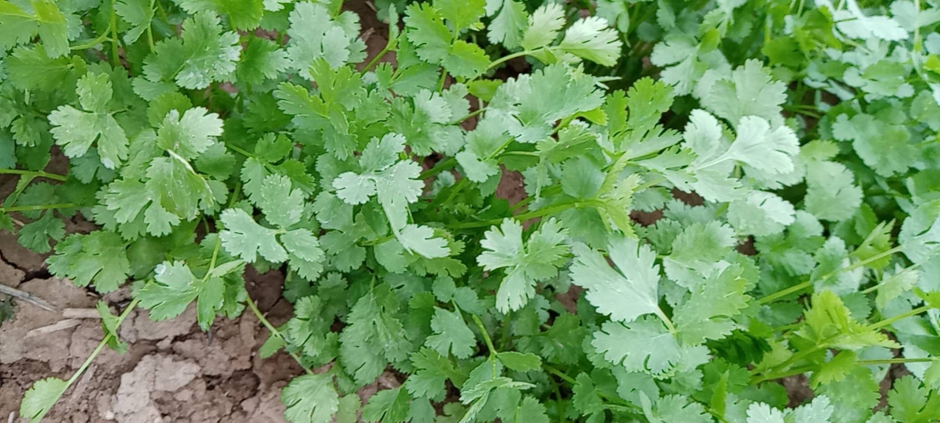 香菜田间种植图