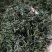 蒲公英茶头茬货纯新货蒲公英根茶婆婆丁一件代发