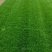河北草坪种植基地直营批发，早熟禾高羊茅质优价廉品种齐全
