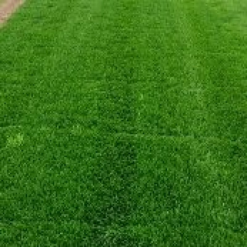 河北草坪种植基地直营批发，早熟禾高羊茅质优价廉品种齐全