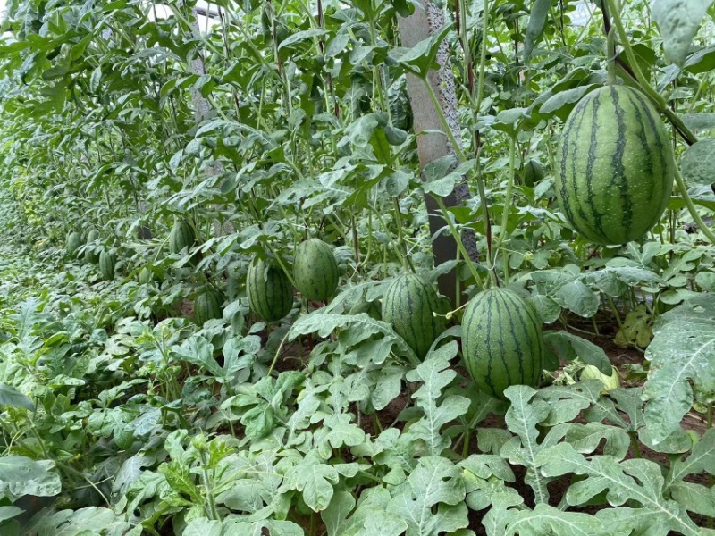 全美2k西瓜山东基地直发，质量保证量大价优，视频看货致电