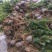 四川基地直销夏禹林曼地亚红豆杉杯苗室内盆栽绿化树种