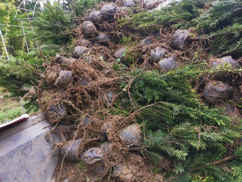 四川基地直销夏禹林曼地亚红豆杉杯苗室内盆栽绿化树种