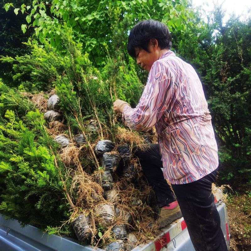 四川基地直销夏禹林曼地亚红豆杉杯苗室内盆栽绿化树种