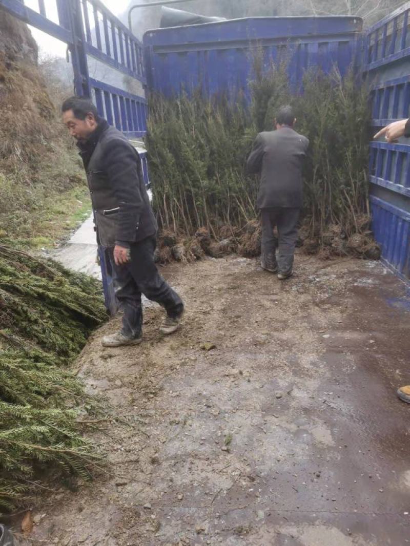 四川基地直销夏禹林曼地亚红豆杉杯苗室内盆栽绿化树种