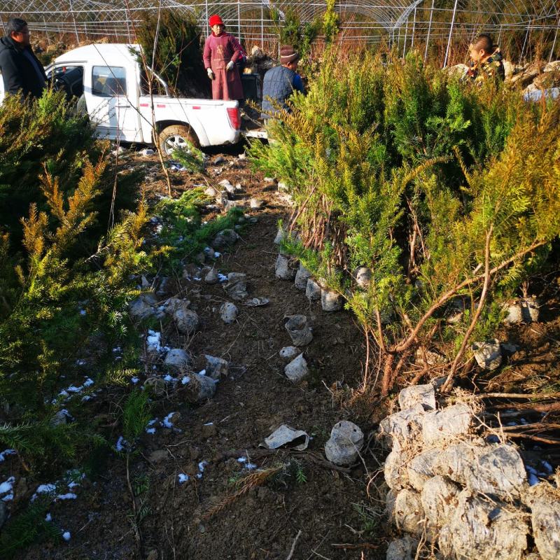 四川基地直销夏禹林曼地亚红豆杉杯苗室内盆栽绿化树种