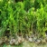四川基地直销夏禹林曼地亚红豆杉杯苗室内盆栽绿化树种